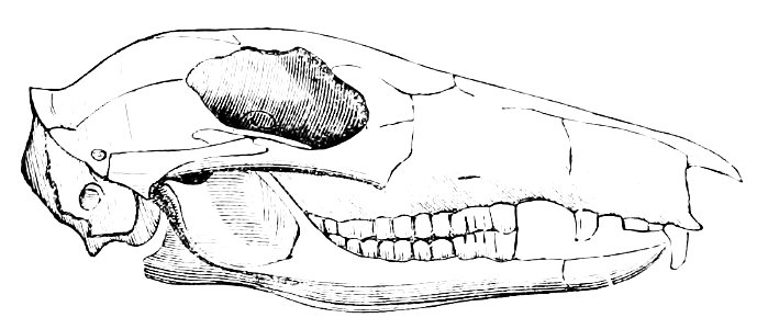 PSM V08 D434 Skull of a rat kangaroo