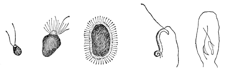 PSM V02 D296 Zoospores