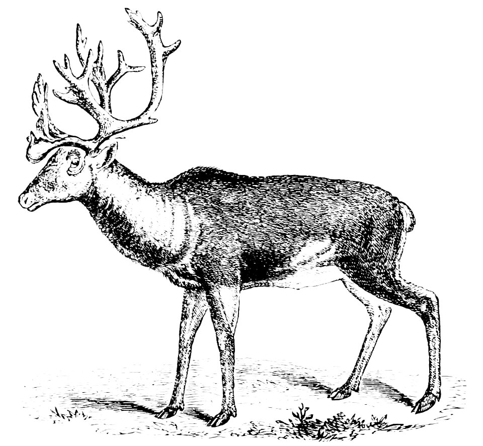 PSM V10 D702 The american reindeer or caribou