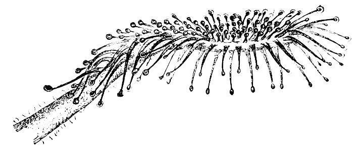 PSM V08 D061 Drosera rotundefolia