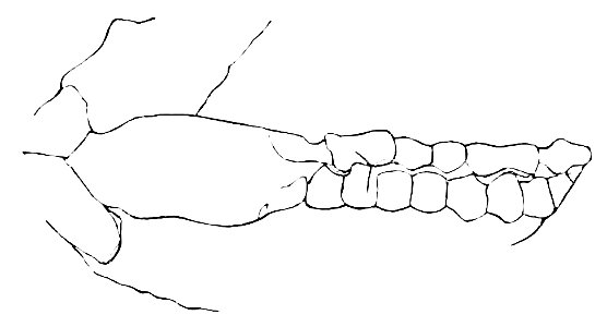 PSM V08 D438 Teeth of the wombat