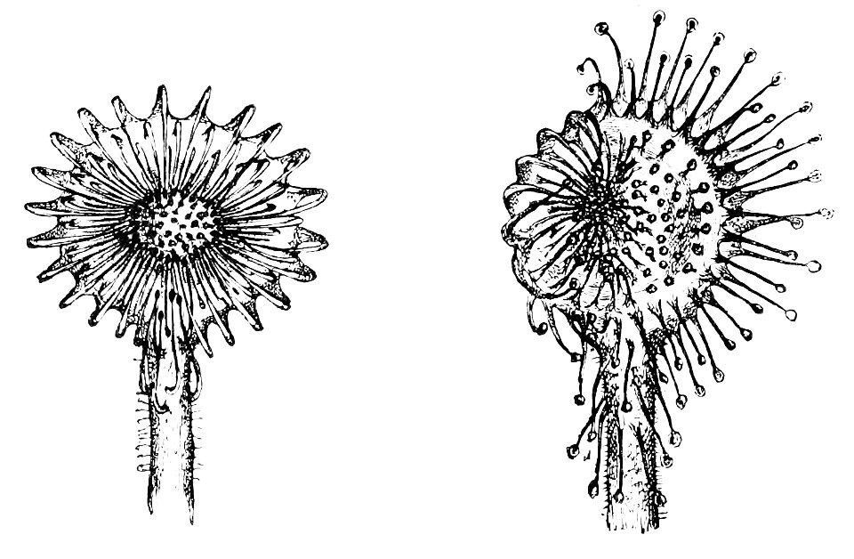 PSM V08 D062 Drosera rotundifolia