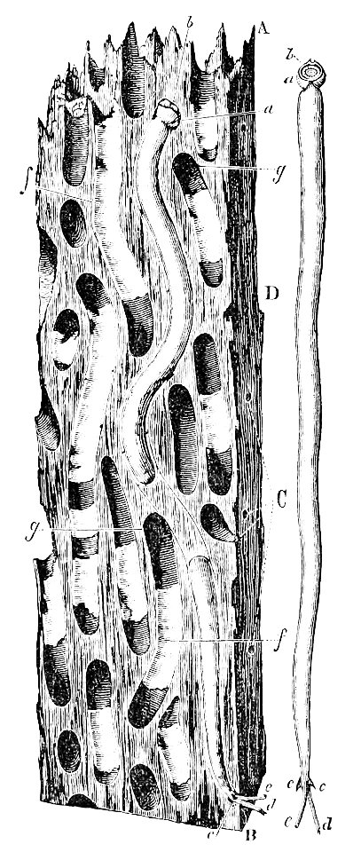PSM V13 D564 Wood exposed to teredo depredation