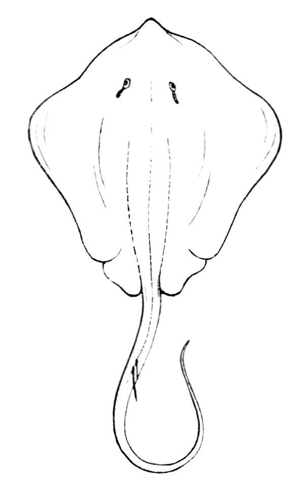 PSM V11 D544 Sting ray