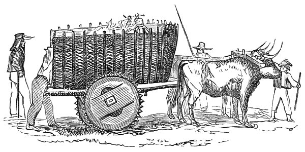 PSM V18 D471 The bullock cart of the azores