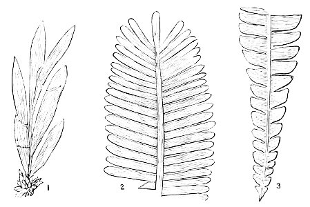 PSM V16 D482 Characteristic jurrassic plants. Free illustration for personal and commercial use.