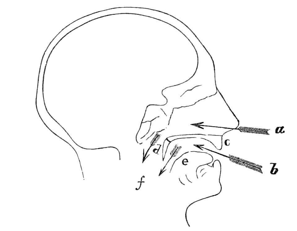 PSM V11 D724 Nasal and oral air passages