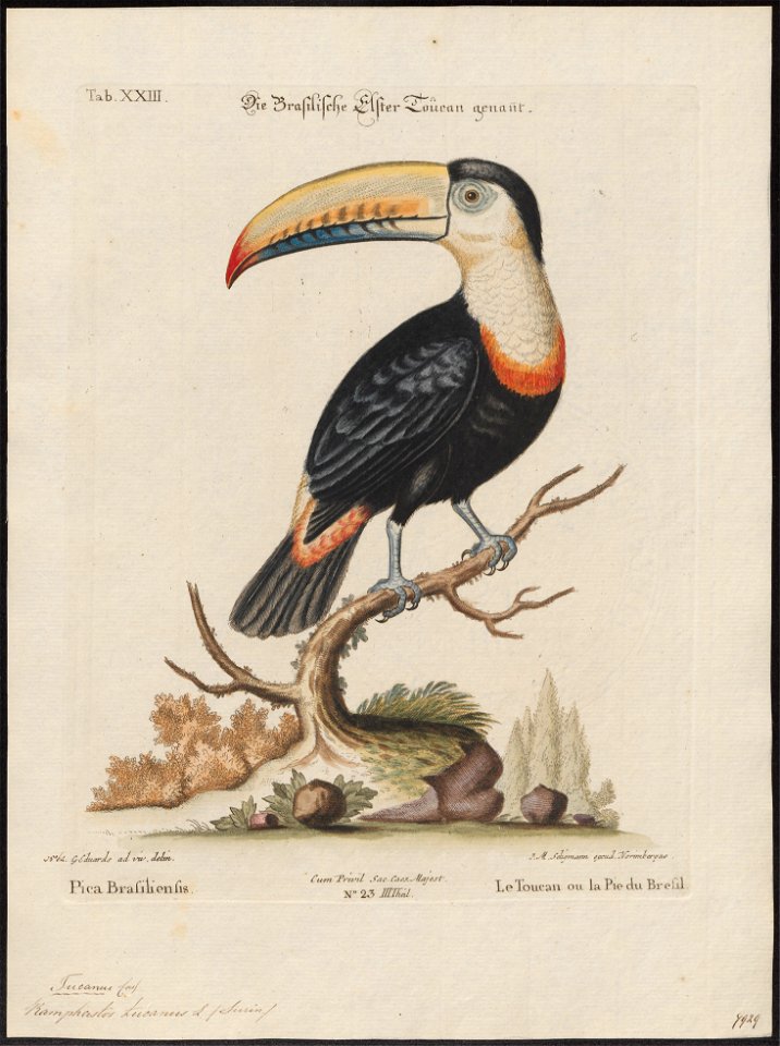 Ramphastos tucanus - 1700-1880 - Print - Iconographia Zoologica - Special Collections University of Amsterdam - UBA01 IZ19300236