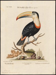 Ramphastos tucanus - 1700-1880 - Print - Iconographia Zoologica - Special Collections University of Amsterdam - UBA01 IZ19300236