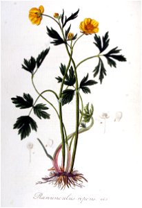 Ranunculus repens — Flora Batava — Volume v6