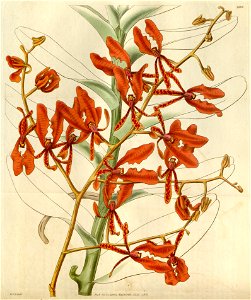 Renanthera coccinea (1830)
