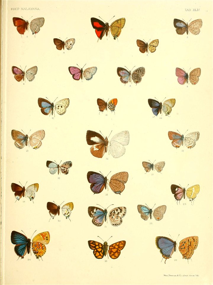 RhopaloceraMalayanaXLIV