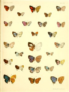 RhopaloceraMalayanaXLIV