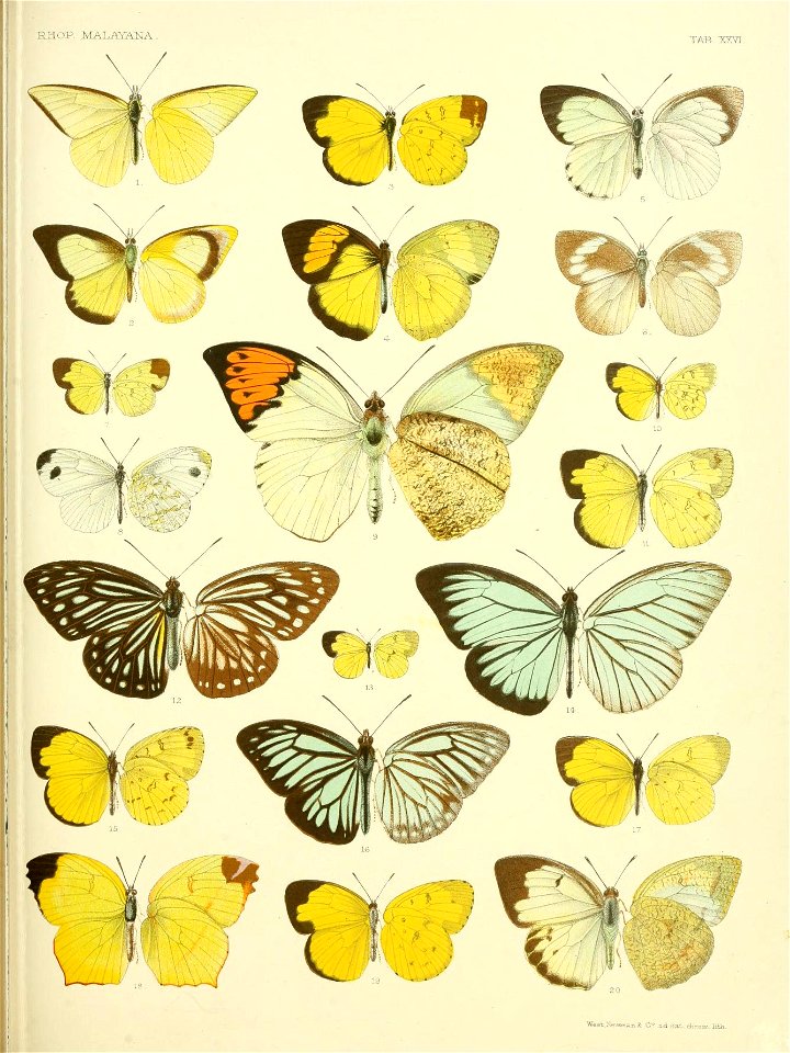 RhopaloceraMalayanaXXVI