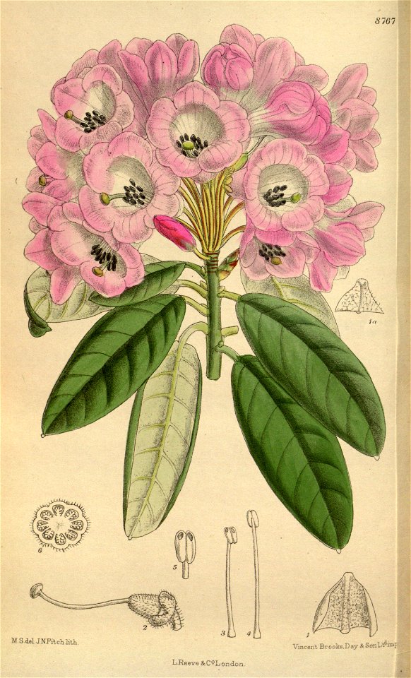 Rhododendron argyrophyllum leiandrum 144-8767
