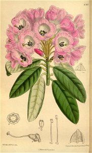Rhododendron argyrophyllum leiandrum 144-8767