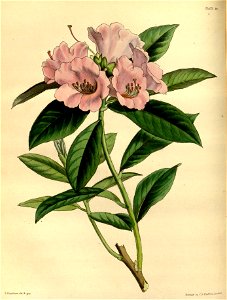 Rhododendron ciliatum Paxton 083