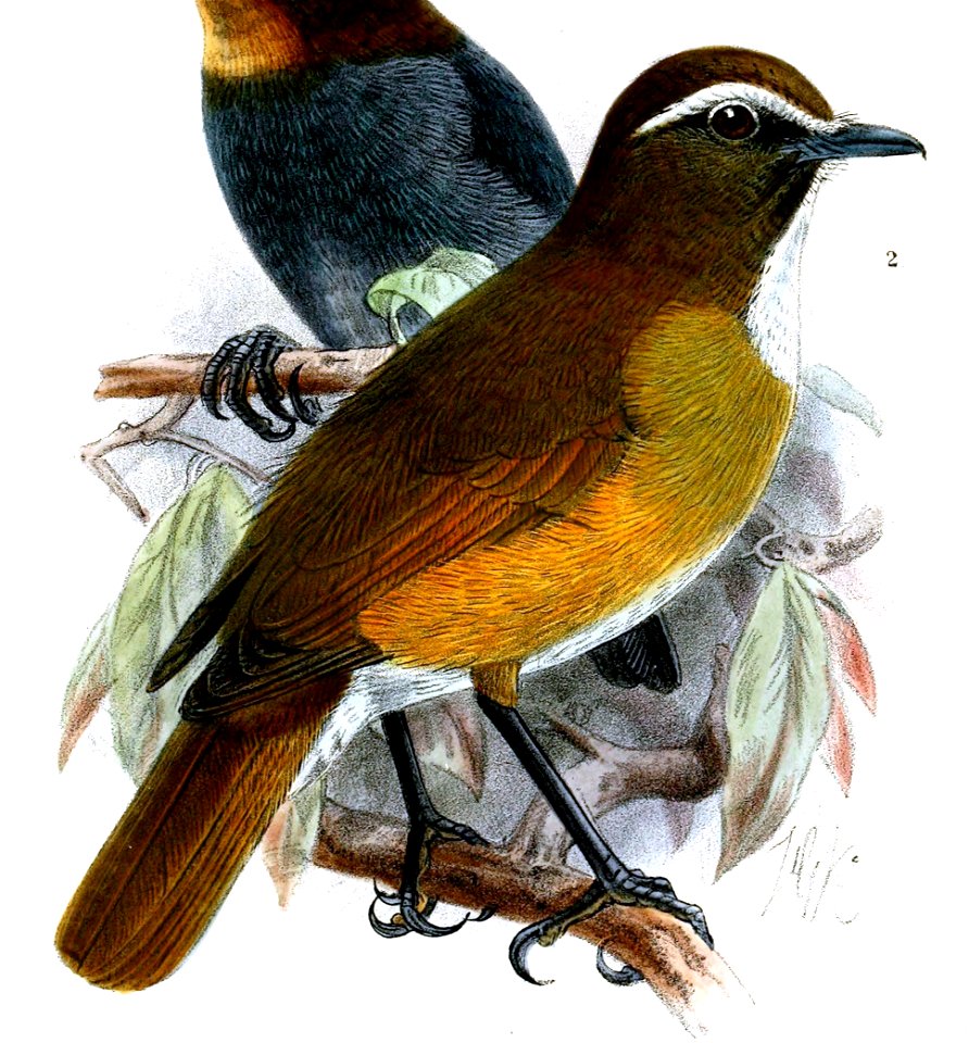 RhinomyiasInsignisKeulemans (cropped)