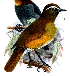 RhinomyiasInsignisKeulemans (cropped)
