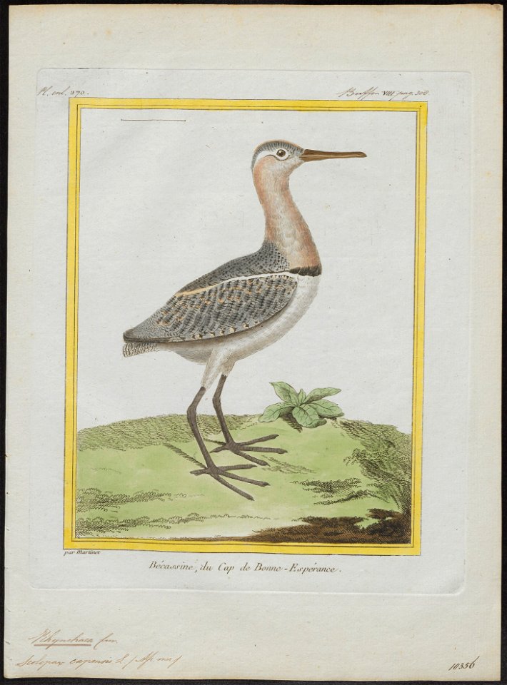 Rhynchaea capensis - 1700-1880 - Print - Iconographia Zoologica - Special Collections University of Amsterdam - UBA01 IZ17400339