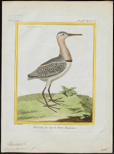 Rhynchaea capensis - 1700-1880 - Print - Iconographia Zoologica - Special Collections University of Amsterdam - UBA01 IZ17400339