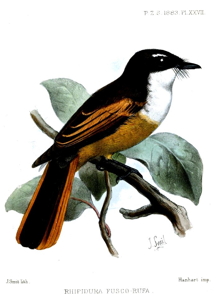 RhipiduraFuscorufaSmit
