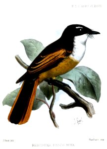 RhipiduraFuscorufaSmit