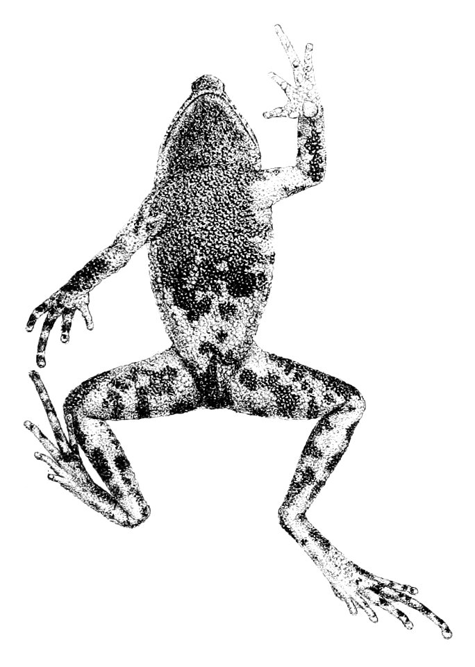 Rhinella boulengeri (3 - lower view)