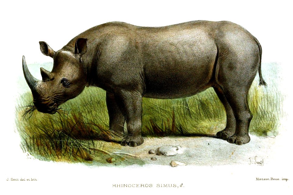RhinocerosSimusSmit