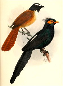 Rhipidura nigrocinnamomea & Basilornis mirandus 1906