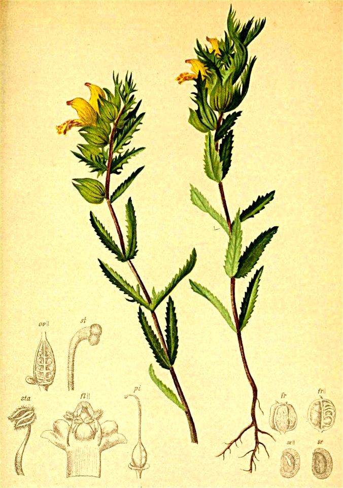 Rhinanthus aristatus Atlas Alpenflora