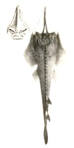 Rhinobatus granulatus Day Mintern 192