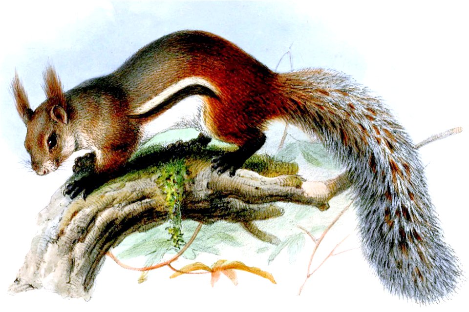 Rheithrosciurus macrotis