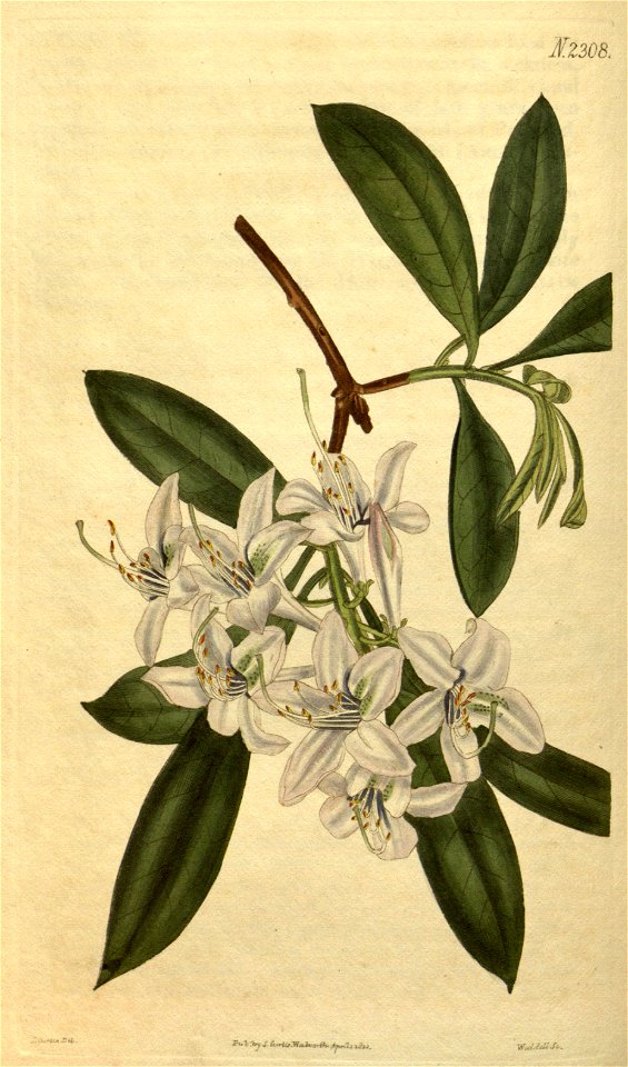 Rhododendron × azaleoides