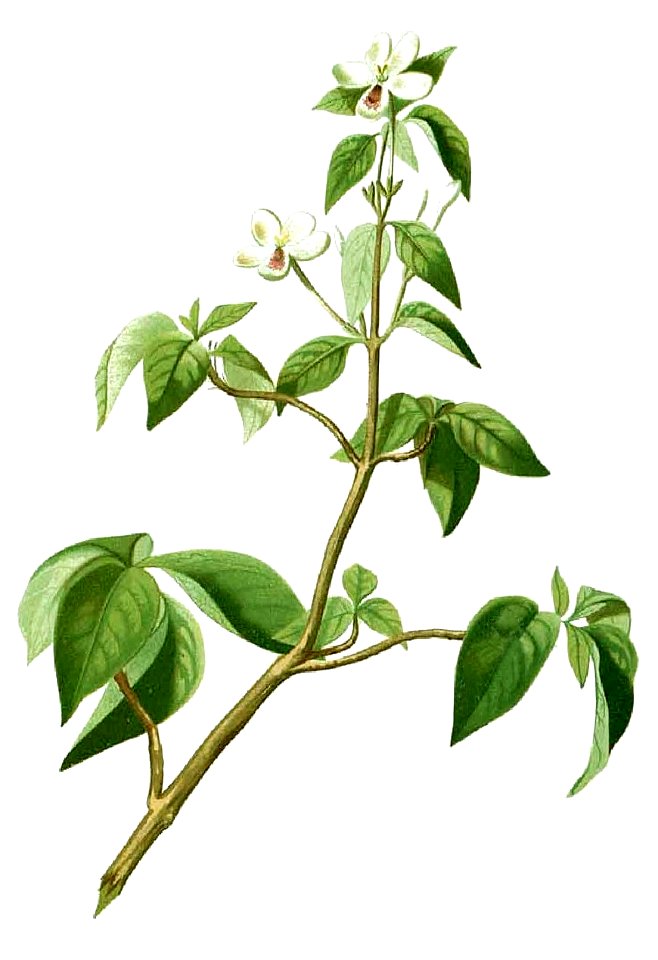 Rhinacanthus communis Blanco1.9-cropped