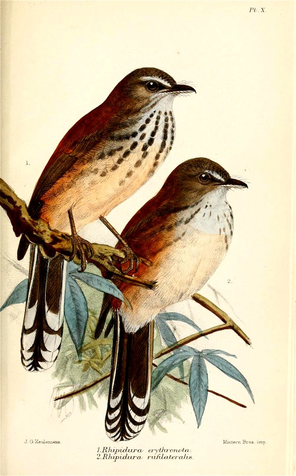 RhipiduraKeulemans