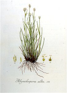 Rhynchospora alba — Flora Batava — Volume v8