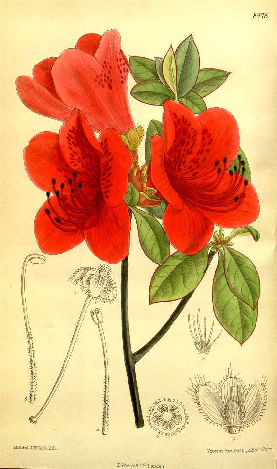 Rhododendron sublanceolatum 139-8478