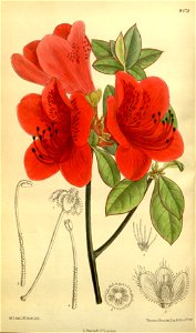 Rhododendron sublanceolatum 139-8478