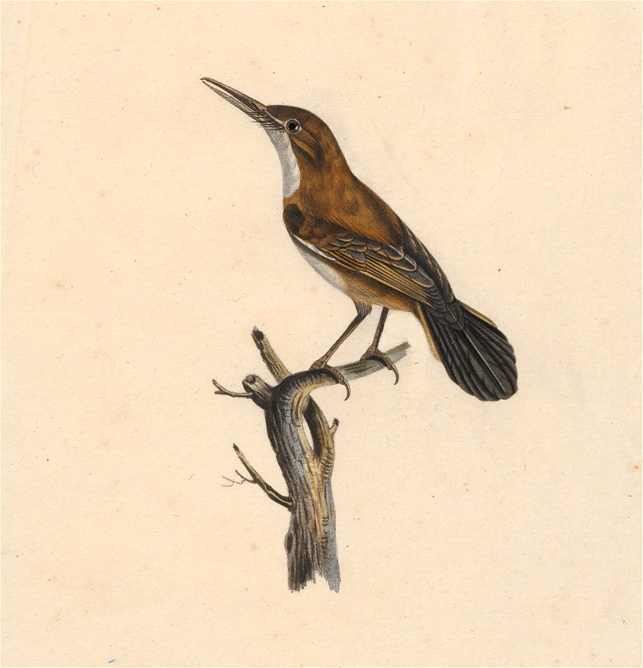 Rhamphocaenus melanurus - 1825-1834 - Print - Iconographia Zoologica - Special Collections University of Amsterdam - UBA01 IZ16400377 (cropped)