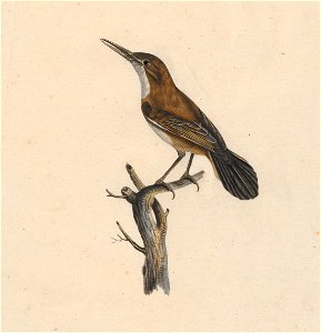 Rhamphocaenus melanurus - 1825-1834 - Print - Iconographia Zoologica - Special Collections University of Amsterdam - UBA01 IZ16400377 (cropped)