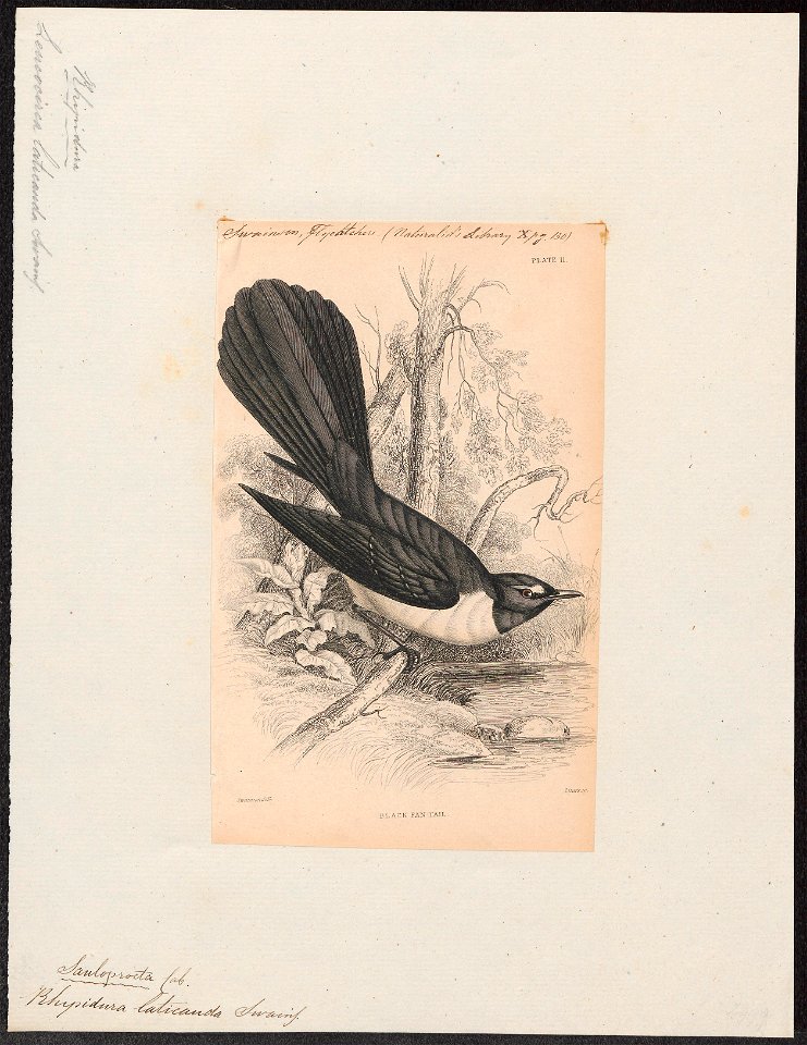 Rhipidura laticauda - 1838 - Print - Iconographia Zoologica - Special Collections University of Amsterdam - UBA01 IZ16500079