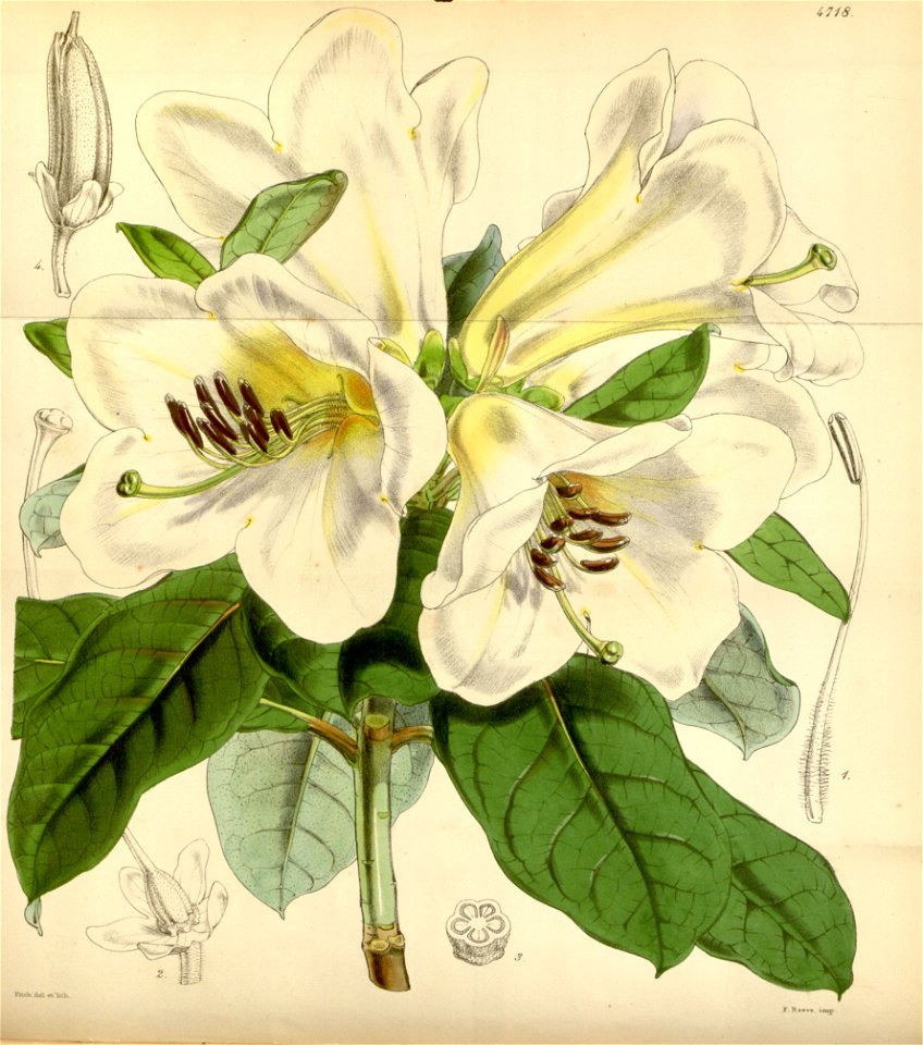Rhododendron dalhousiae
