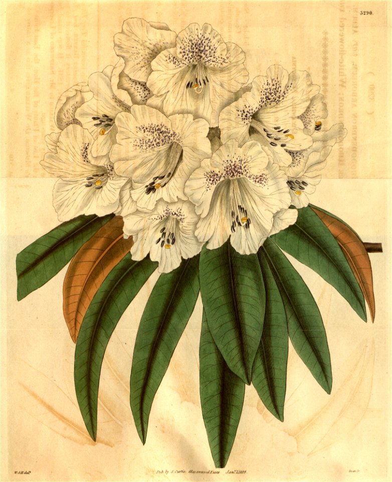 Rhododendron arboreum var. roseum