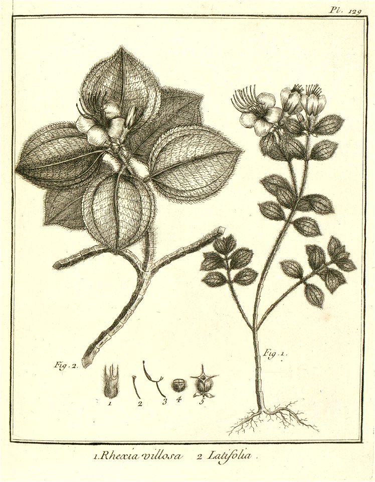 Rhexia villosa Aublet 1775 pl 129
