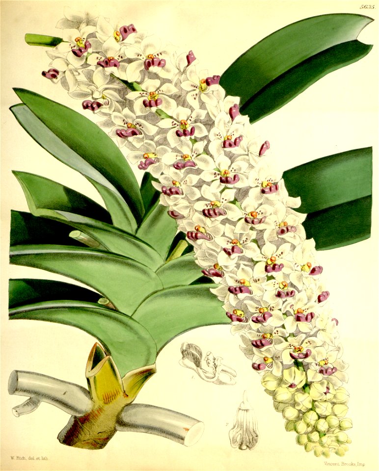 Rhynchostylis gigantea (as Saccolabium giganteum) - Curtis' 93 (Ser. 3 no. 23) pl. 5635 (1867)