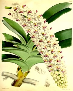 Rhynchostylis gigantea (as Saccolabium giganteum) - Curtis' 93 (Ser. 3 no. 23) pl. 5635 (1867). Free illustration for personal and commercial use.