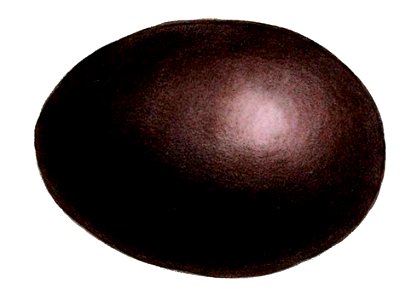 Rhynchotus rufescens egg Jennens