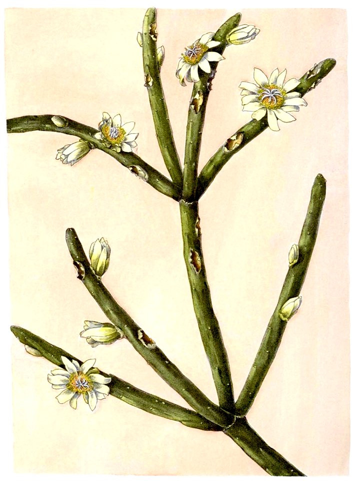 Rhipsalis neves-armondii BlKakteenT116