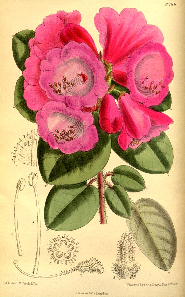 Rhododendron callimorphum 145-8789